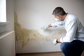 Best Basement Mold Removal  in Ashland, MO